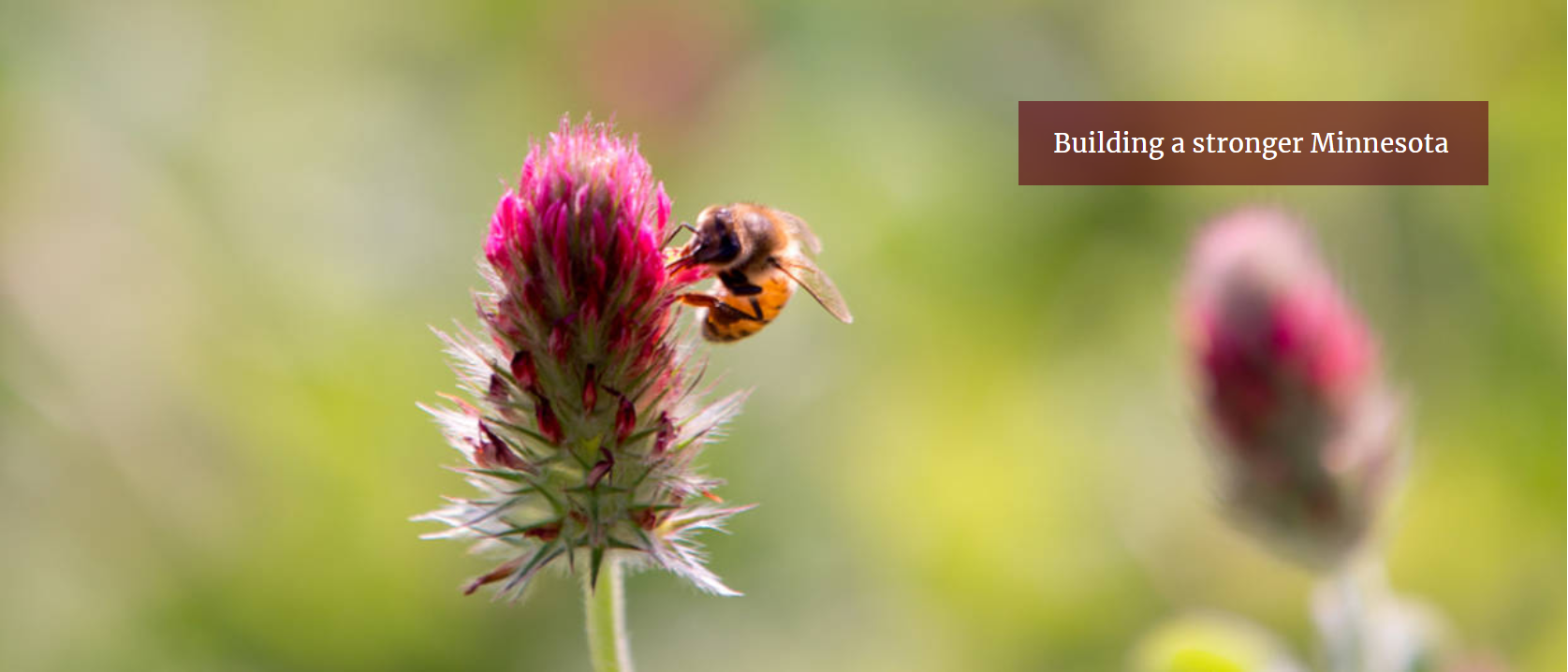 minnesota_flower_bee