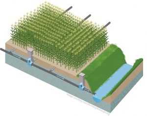 Controlled drainage during the growing season can capture and hold water from timely rains late in the season