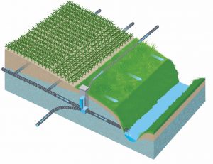 Saturated buffers divert tile drain water into lateral subsurface tile lines, raising the water table and encouraging shallow subsurface flow through the buffer zone